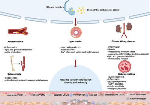 Figure 3 The potential effects of BA network on vascular calcification-associated diseases (created with BioRender.com). For AS, attenuating inflammation and increasing lipid and glucose metabolism and NO production are the main approaches for these substances to ameliorate artery calcification. For hypertension, increasing NO, decreasing inflammasome and regulation of Ca2+ and water-electrolyte balance are the main mechanisms of the BA network for modulating blood pressure. For CKD, the action of BA receptors mitigates inflammation, fibrosis, endoplasmic reticulum stress, osteogenic differentiation and mineralization. At the same time, lipid and glucose metabolism and mitochondria function were improved to protect the kidney and vessels. For DM, gluconeogenesis and inflammation are decreased and glycogen synthesis, GLP-1 secretion, insulin sensitivity and energy expenditure were enhanced to regulate the systemic state. For OP, activating nuclear and membrane receptors could regulate adipogenesis and the balance between osteogenesis and osteoclastogenesis to benefit bone mass and the bone microenvironment. The BA network improves VC-related diseases through the above pathways, and may indirectly or directly benefit VC.