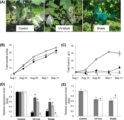 Fig. 3. Effects of light reduction on linalool accumulation and expression levels of genes involved in terpenoid biosynthesis.