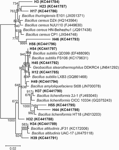 Figure 2. Phylogenetic relationships among bacterial 16S rDNA sequences in the Daqu of Hongxing liquor and with previously reported sequences. The number on each branch indicates the number out of 1000 replicates that are included in the branch. Sequences determined in this study are shown in bold, and GenBank accession numbers are shown in parentheses for all of the related sequences. The scale bar of 0.02 represents a 2% nucleotide substitution rate according to the Jukes–Cantor evolutionary distance.
