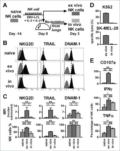 Figure 4. Already three days after transfer into NSG mice, ex vivo-expanded NK cells changed their phenotype and lost their cytotoxicity and potential for degranulation, while they retained an enhanced ability to produce IFNγ and TNF-α. (A) Scheme for characterization of three types of NK cells from the same donor. First, freshly isolated, naive NK cells were analyzed (black). Second, NK cells were expanded ex vivo for 17 d by use of short-term IL-21 stimulation, IL-2 and irradiated EBV-LCL feeder cells (red). Third, NK cells were expanded in the same way for 14 d before they were transferred to tumor-bearing mice (30 × 106 NK cells per mouse) (blue). Three days after the transfer, the transferred human NK cells were recovered from the mouse lungs and NK cells from 3–4 mice were pooled per donor (blue). (B) The differentially prepared NK cells, as described in A, were analyzed for the surface markers NKG2D, TRAIL, and DNAM-1 by flow cytometry. Histograms for one representative NK cell donor are shown (back) together with isotype controls (gray). (C) The flow cytometric analysis, as described in B, is applied for three different donors. For each marker the mean and standard deviation of all donors are shown for the mean fluorescence intensity (MFI) corrected by isotype subtraction (top) and the frequency of NK cells expressing the marker (bottom). (D) The differentially prepared NK cells, as described in A, were analyzed for cytotoxicity against K562 and SK-MEL-28 target cell lines at a 3:1 effector-to-target ratio in triplicates per donor. One out of two representative experiments is shown using two different NK cell donors. (E) The differentially prepared NK cells, as described in A, were analyzed for degranulation and production of IFNγ and TNF-α upon stimulation with PMA/Iono. Mean and standard deviation of three different NK cell donors are displayed. Statistical significance was tested by paired Student's t-test in all experiments.