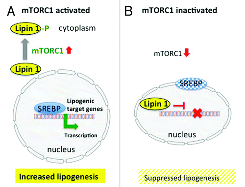 Figure 3. (A) mTORC1-SREBP-mediated lipogenesis. Activated mTORC1 phosphorylates lipin1, which resides in the cytoplasm and allows nuclear SREBP binding to lipogenic target genes resulting in increased lipogenesis. (B) Inactivation of mTORC1 results in nuclear entry of lipin 1, which disrupts SREBP binding to target genes, thus suppressing lipogenesis (modified according to Peterson et al.Citation72