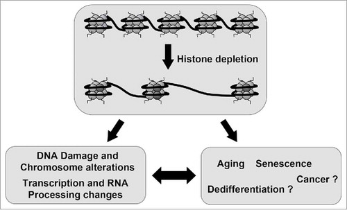 Figure 1. Histone availability as a strategy to control gene expression. Induced depletion of canonical histones leads to DNA damage and chromosomal alterations and also to changes in transcription and RNA processing. Many of these changes recapitulate those observed in the senescence and aging process, which are associated to histone depletion. This observation leads to the hypothesis that senescence and aging and maybe other processes such as dedifferentiation and cancer are, to some extend, a consequence of a programmed reduction in the levels of canonical histones.