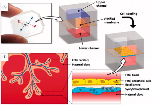 Figure 1. A placenta-on-a-chip microdevice: (A) The microengineered device is composed of the upper (blue) and lower (red) PDMS chambers separated by a vitrified collagen membrane. (B) Endothelial cells and trophoblasts are co-cultured in close apposition on the opposite sides of the intervening membrane to form a microengineered placental barrier in the placenta-on-a-chip device.