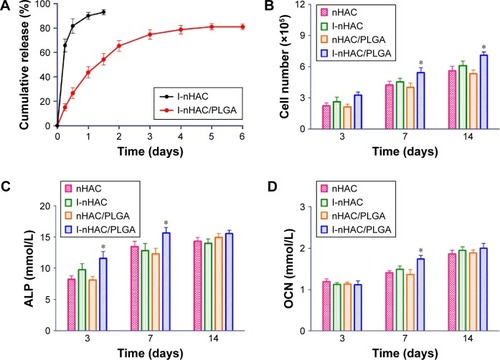 Figure 3 (A) In vitro release profiles of the I-nHAC and I-nHAC/PLGA scaffolds (n=3, mean ± SD). The number of BMSCs (B), ALP (C), and OCN concentration (D) in different groups. *Compared to nHAC. Differences are significant at p<0.05.Abbreviations: ALP, alkaline phosphatase; BMSCs, bone marrow mesenchymal stem cells; nHAC, nano-hydroxyapatite/collagen; OCN, osteocalcin; PLGA, poly lactic-co-glycolic-acid.