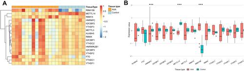 Figure 2 The expression pattern of common m6A regulators in AAA and control tissues based on GSE47472 dataset.