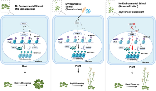 Figure 3. Vernalization pathway without or with prolonged cold exposure as an environmental stimulus in Arabidopsis. Quantitative correlations between the duration of cold exposure and the histone modifications results in changes of FLC chromatin status and its expression. Because the flowering time in vernalization pathway depends on FLC expression, the flowering time is switched based on the quantitative environmental input (left and middle panel). The sdg7 mutant is unable to suppress the expression of the PRC2 component VIN3, as well as the lncRNAs COOLAIR and COLDAIR. This results in a decrease in FLC expression via an increase in H3K27me3, leading to rapid flowering without cold exposure (right panel).