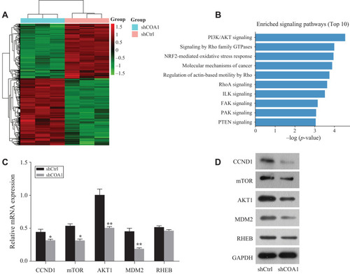 Figure 4 COA1 functions as an oncogene in colorectal cancer (CRC) by regulating the PI3K/AKT signaling pathway. (A) Differentially expressed genes (DEGs) between HCT116 cells transfected with anti-COA1 shRNA (shCOA1) or negative control shRNA (shCtrl) are identified by microarray assay (screening conditions of log2≥1.3 and FDR <0.05). (B) The pathway enrichment analysis of differentially expressed genes by IPA (ingenuity pathway analysis) software shows the top 10 enriched tumor-related signaling pathways. RT-qPCR (C) and Western blotting (D) show the relative expression of CCND1, mTOR, AKT1, MDM2, and RHEB in transduced HCT116 cells. *P<0.05, **P<0.01.