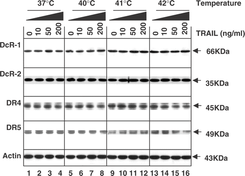 Figure 5. Intra-cellular levels of TRAIL receptors during treatment with TRAIL in the conditions of normothermia and hyperthermia. CX-1 cells were treated for 4 h with various concentrations of TRAIL (0–200 ng ml−1) in the indicated temperatures. To measure the levels of death receptors and decoy receptors during treatment with TRAIL in normothermia and hyperthermia, equal amounts of protein (20 µg) were separated by sodium dodecyl sulphate–polyacrylamide gel electrophoresis (SDS–PAGE) and immunoblotted as described in Materials and methods. Actin was shown as an internal standard.