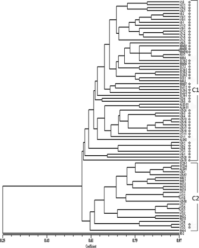 Fig 3. Dendrogram obtained by UPGMA analysis showing the genetic similarity of a global collection of isolates of Pyrenophora tritici-repentis. The vertical lines define the two main clusters. Asterisks denote Ptr ToxA-producing isolates of the fungus. UPGMA  =  unweighted pair group method using arithmetic averages.