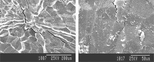 Figure 5 Terminal microscopic structure of the stress cracks after solar drying.