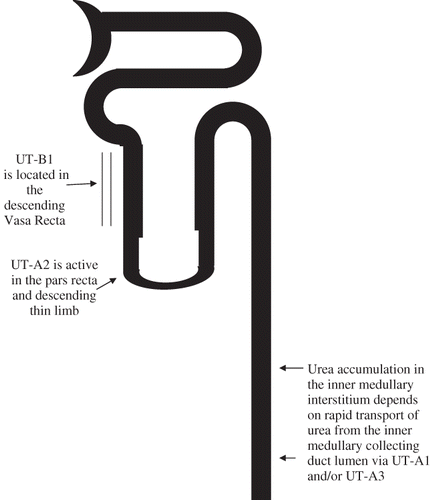 Figure 3. Interference with active tubular transport of sodium urea is now known to rely upon active urea transporters that are also located in the thin descending limb, vasa recta, and the collecting duct. Interference with the active transport may also interfere with FeUrea.