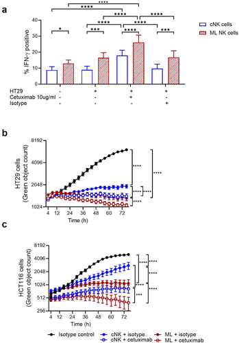 Figure 6. Cetuximab enhances functional response of cNK and ML NK cells against CRC cell lines regardless their molecular profile. a) IFN-γ production by HD cNK and ML NK cells incubated with untreated, isotype treated (human IgG1) and cetuximab-treated HT29 and HCT116 cells was assessed by flow cytometry. n = 5. Cytotoxicity of b) HT29 and c) HCT116 cells by isotype or cetuximab-treated cNK and ML NK cells was evaluated using incucyte. One representative example from three replicates is shown in b and c. Two-way ANOVA with a) Sidak and b, c) Tukey posttest. *p < 0.05, **p < 0.01, ***p < 0.001, ****p < 0.0001.