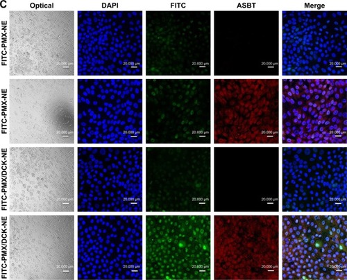 Figure 7 CLSM images of the cellular uptake of (A) FITC-PMX, FITC-PMX/DCK, FITC-PMX-NE, and FITC-PMX/DCK-NE in Caco-2 cells, (B) FITC-PMX and FITC-PMX/DCK in MDCK or ASBT-transfected MDCK cells, and (C) FITC-PMX-NE and FITC-PMX/DCK-NE in MDCK or ASBT-transfected MDCK cells.Notes: Scale bar represents 20 μm. Magnification ×40. FITC-PMX, FITC-conjugated PMX; FITC-PMX/DCK, ion-pairing complex between FITC-PMX and DCK; FITC-PMX-NE, FITC-PMX-loaded nanoemulsion; FITC-PMX/DCK-NE, FITC-PMX/DCK-loaded nanoemulsion.Abbreviations: ASBT, apical sodium bile acid transporter; CLSM, confocal laser scanning microscope; DAPI, 4′,6-diamidino-2-phenylindole; DCK, Nα-deoxycholyl-l-lysyl-methylester; FITC, fluorescein isothiocyanate; MDCK, Madin–Darby canine kidney; PMX, pemetrexed.