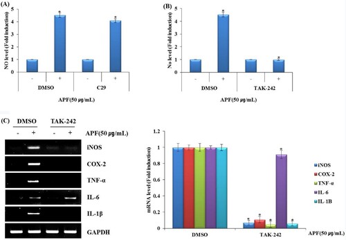 Figure 2. Effect of TLR2/TLR4 on APF-mediated production of immunomodulators in RAW264.7 cells. RAW264.7 cells were pretreated with C29 (TLR2 inhibitor, 10 μM) or TAK-242 (TLR4 inhibitor, 10 μM) for 2 h and co-treated with APF (50 μg/ml) for 24 h. (A) NO level (C29), (B) NO level (TAK-242), and (C) mRNA level (TAK-242) were measured by Griess assay (A and B) and RT-PCR (C), respectively. *p < 0.05 compared to the cells without the treatment.