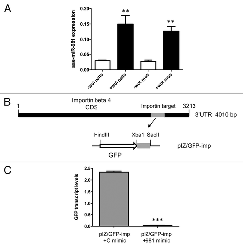 Figure 4. Target validation of aae-miR-981 in importin β-4. (A) miRNA-specific RT-qPCR analysis of RNA from -Wol and +Wol Aag2 cells and A. aegypti mosquitoes using a specific reverse oligo-dT primer and forward primer to aae-miR-981 normalized against 5S rRNA. Aae-miR-981 was significantly induced in the presence of Wolbachia (**P < 0.001). Error bars represent standard errors of averages from three biological replicates. (B) Cloning strategy of the target sequences complementary to the miRNA seed region from importin β-4 coding region in the 3′UTR region downstream of the GFP reporter gene ORF in the pIZ vector, denoted as pIZ/GFP-imp construct. The construct was co-transfected into -Wol cells along with aae-miR-981 mimic or the control mimic (C mimic). (C) RT-qPCR analysis indicated that GFP expression was significantly lower (***P < 0.0001) in aae-miR-981 mimic transfected cells as compared with control mimic (C mimic). Error bars represent standard errors of averages from three biological replicates.