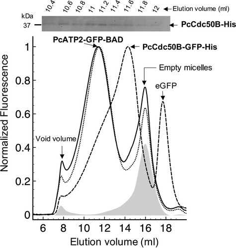Figure 5. Fluorescence-detection Size Exclusion Chromatography of detergent solubilized PcATP2 and PcCdc50B. Membranes containing 5 mg/ml of total protein concentration were solubilized with 1% (w/v) DDM, 0.2% (w/v) CHS, and the supernatant after ultracentrifugation was loaded into a Superose 6 10/300 GL gel-filtration column equilibrated with 20 mM Tris-HCl pH 7.8, 150 mM NaCl, 10% (v/v) Glycerol, 0.1 mg/mL DDM, 0.02 mg/mL CHS, and connected to a fluorescence detector. Normalized FSEC profiles of single-expression of PcATP2-GFP-BAD (dotted lines) and co-expression of PcATP2-GFP-BAD with PcCdc50B-His (solid line). A profile of membranes expressing no protein is shown (in grey shadow). Normalized FSEC profile of single-expression PcCdc50B-GFP-His (dashed line). The presence of free eGFP is indicated. On top of the figure, analysis of PcCdc50B-His co-elution with PcATP2-GFP-BAD (solid line chromatogram). Collected fractions of 200 µl between 10.4–12 ml of the PcATP2-GFP-BAD elution were analyzed by western blot using the HisProbeTM to detect the presence of PcCdc50B-His.
