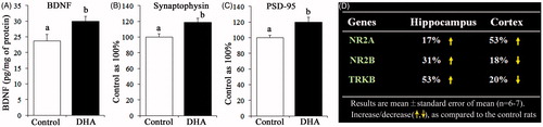 Figure 6. Effect of oral administration of DHA on the relative protein levels of brain-derived neurotrophic factor (BDNF) (A), synaptophysin (B) and post-synaptic density protein-95 (PSD-95) in the hippocampus. (D) Effect of oral administration of DHA on the mRNA levels of NMDA-receptor subunits NR2A and NR2B and tyrosine receptor kinase B (TrKB), the receptor of the BDNF in both the cortex and hippocampus. The DHA significantly increased both the translation (protein levels) and transcription (mRNA levels) of important cognition-related proteins.