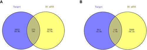 Figure 2 Screening of candidate DEGs. (A) The intersection of target genes of upregulated DE-miRNAs and downregulated target genes of DE-mRNAs; (B) the intersection of target genes of downregulated DE-miRNAs and upregulated target genes of DE-mRNAs. Blue represents target genes of DE-miRNAs. Yellow represents DE-mRNAs.