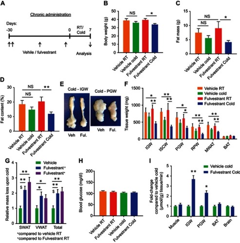 Figure 4 Chronic Fulvestrant treatment reduces adiposity. (A–I) Chronic administration: four-month-old WT ICR(CD1) females were given a vehicle or 40 mg/kg/injection Fulvestrant for a month, then they were subjected to cold-exposure (6 °C) for 7 days or maintained at RT (23 °C), as described in (A). (B) Body weight, n≥6. (C) Fat mass by NMR, n≥6. (D) Fat content by NMR, n≥6. (E) Representative photographs of IGW and PGW adipose depots of vehicle-treated and Fulvestrant-treated females at cold. (F) Weight of indicated fat depots in vehicle-treated and Fulvestrant-treated females: SWAT - IGW and ISCW; VWAT - PGW, RPW and MWAT; and intrascapular BAT, n≥6. (G) Relative fat mass loss in SWAT and VWAT compartments of vehicle-treated and Fulvestrant-treated females were calculated according to white adipose depot weights (see Figure 4F): SWAT = Cold (2*IGW + ISCW) − RT (2*IGW + ISCW); VWAT = Cold (2*PGW + 2*RPW + MWAT) – RT (2*PGW + 2*RPW + MWAT), n≥6. (H) Blood glucose levels of vehicle-treated and Fulvestrant-treated females, n≥6. (I) In vivo glucose uptake assay, based on radiolabeled 2-DG administration, in vehicle-treated and Fulvestrant-treated females upon cold-exposure (see methods for further details), n≥5. Error bars indicate S.E.M. Statistical significance assessed by two-tailed Student’s t-test, *p<0.05, **p<0.01, NS, not significant; and one-way ANOVA test, $p<0.01.