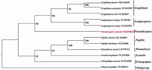 Figure 1. Maximum-likelihood (ML) tree based on 12 mitogenome sequences of representative butterflies that are in Papilioninae as ingroup and Polyura nepenthes was designated as the outgroup. Numbers on the nodes are bootstrap values based on 1,000 replicates. The P. xenocles genome was marked in bold and red font.