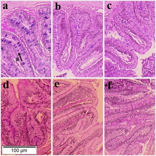 Figure 2. Intestinal villi of silver catfish Rhamdia quelen fed with: (a, b and c) diets 0, 50 and 100% without phytase; (d, e and f) diets 0, 50 and 100% with phytase. Presence of goblet cells (letter ‘a' with indicative arrow).