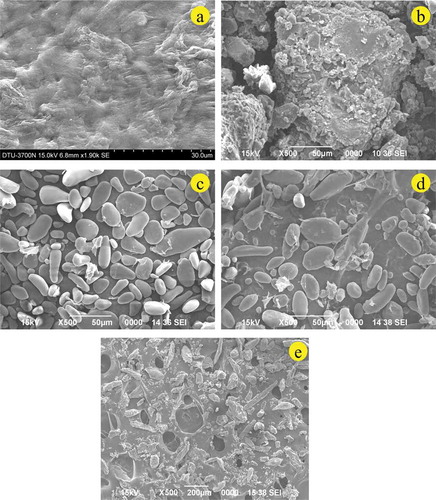 FIGURE 4 SEM micrographs of culinary banana peel A: 20 DAE (stage I); B: 35 DAE (stage II); C: 50 DAE (stage III); D: 65 DAE (stage IV); and E: 80 DAE (stage V).