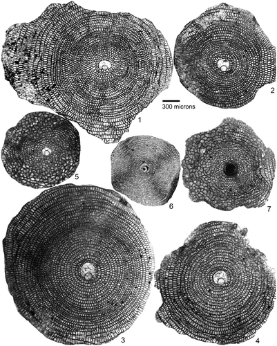 Plate 3. Equatorial sections of D. archiaci and Orbitoclypeus schopeni from northern Tethyan platforms, Turkey (1–5, 7) and NW Pakistan (6). 1–3: D. archiaci (Schlumberger) bakhchisaraiensis Less. early Ypresian Sarıyaka section, Kırıkkale (C Turkey). 1: 396–12, 2: 396–4, 3: 396–7. 4: D. archiaci (Schlumberger) ex. interc. staroseliensis-bakhchisaraiensis Less. early Ypresian Çaycuma Formation, Karamürsel, Kocaeli (NW Turkey), ERE.24–29. 5, 7: O. schopeni (Checchia-Rispoli) neumannae (Toumarkine), early Ypresian Çaycuma Formation, Karamürsel, Kocaeli (NW Turkey). 5: ERE.24–26, 7: ERE.24–44. 6: O. schopeni (Checchia-Rispoli). note the eulepidine-type embryon configuration, early Eocene Patala Formation, Thal, NW Pakistan, THAL.A-42. The specimen label denotes sample number, and specimen number (e.g. THAL.A-42).