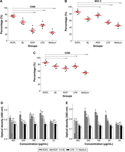 Figure 5 DCs were stimulated with RGPL, RGP, BL, or LPS, with culture medium as a control.Notes: (A–C) Phenotypic analysis of DCs. CD11c+ bone marrow-derived DCs were exposed to RGPL (200 μg/mL), RGP (200 μg/mL), BL or LPS, or culture medium, for 48 h and assessed for changes in the expression levels of CD86, CD80, and MHC II. The percentages of CD80, CD86, and MHC II were assessed by flow cytometry. The mean ± standard errors of the experiment are shown by thick lines (n=6, **P<0.01, ***P<0.001). (D) Effect of RGPL on the stimulation of the proliferation of T lymphocytes in DCs. a–cBars under the same concentration without the same superscripts differ significantly (P<0.05). (E) Effect of RGPL on antigen presentation in DCs. a–dBars under the same concentration without the same superscripts differ significantly (P<0.05).Abbreviations: BL, blank liposomes; DC, dendritic cell; LPS, lipopolysaccharide; OVA, ovalbumin; RGP, Rehmannia glutinosa polysaccharide; RGPL, Rehmannia glutinosa polysaccharide liposome.