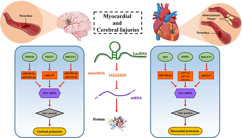 Figure 2. Examples of lncRNAs and miRNAs involved in myocardial and cerebral injury by influencing Sirt1. LncRNAs MALAT1, ANRIL, H19, NEAT1, and SNHG8 can bind to target miRNAs as a competitive endogenous RNA and prevent from miRNAs binding to mRNA. This function of lncRNAs leads to increase mRNA translation and as a result, the level of target protein such as Sirt1 enhance. Thus, lncRNAs can protect cells against injuries.