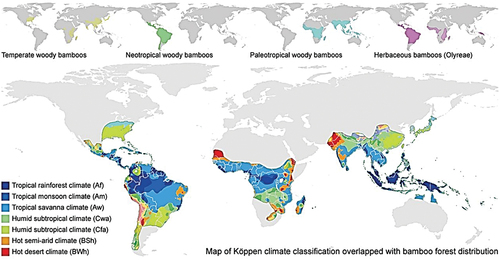 Figure 1. Bamboo forest distribution and the overlapping with the climate zones (Huang, Sun, and Musso Citation2017).