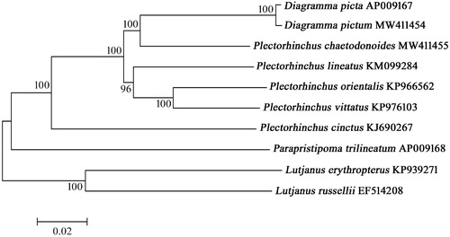 Figure 1. Molecular phylogenetic tree of Diagramma pictum with other Haemulidae species based on nucleotide sequences of 12 protein coding gene sequences constructed by maximum likelihood method. The accession number and species sites for these species are as follows: Diagramma picta(AP009167); Diagramma pictum(MW411454); Plectorhinchus chaetodonoides(MW411455); Plectorhinchus lineatus(KM099284); Plectorhinchus orientalis(KP966562); Plectorhinchus vittatus(KP976103); Plectorhinchus cinctus(KJ690267); Parapristipoma trilineatum(AP009168); Lutjanus erythropterus(KP939271); Lutjanus russellii(EF514208).