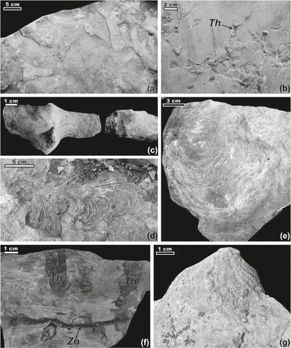 Fig. 7  Nereites missouriensis and other trace fossils from the Kapp Starostin Formation on (a)–(d), (f) polished slabs or (e) rough surfaces. (a) N. missouriensis seen as continuous ribbons (Ne1) or chains of scaliform menisci (Ne2), 56 m of the section, INGUJ207P6. (b) N. missouriensis (Ne) and Phycosiphon incertum (Ph), 318 m of the section, INGUJ207P3a. (c) N. missouriensis (Ne), Zoophycos isp. (Zo) and cf. Cylindrichnus isp. (Cy), 74.5 m of the section, INGUJ207P7. (d) N. missouriensis seen as continuous ribbons (Ne1) or chains of scaliform menisci (Ne2), Zoophycos isp. (Zo) and Phycosiphon incertum (Ph), 95 m of the section, INGUJ207P28. (e), (f) N. missouriensis, (e) 153 m of the section, (f) 305–306 m of the section, INGUJ207P10.