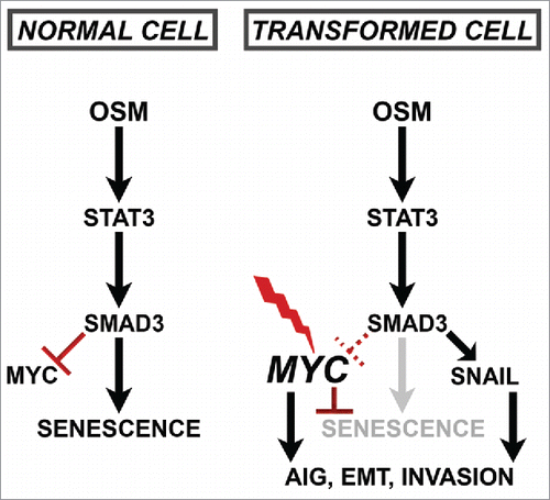 Figure 7. Schematic of Proposed Paradoxical OSM/STAT3/SMAD3-induced Mechanisms.