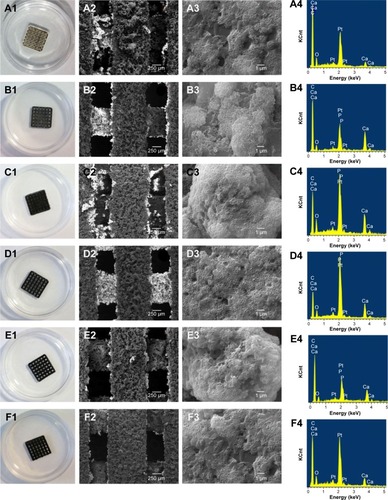 Figure 7 Apatite formation on scaffold surface after immersion in SBF for 7 days.Notes: Many clustered apatite islands formed (A1–F1), and the morphologies were similar among different scaffolds (A2–F2). The clustered apatite islands were constituted by hundreds of small needle-like aggregates (A3–F3). Ca and P elements were detected in addition to C, O, and Pt elements on the apatite islands (A4–F4). (A1–A4) S1 scaffold, (B1–B4) S2 scaffold, (C1–C4) S3 scaffold, (D1–D4) S4 scaffold, (E1–E4) S5 scaffold, and (F1–F4) S6 scaffold. (A1–F1) Photographs, (A2–F2) low-magnification and (A3–F3) high-magnification SEM images, (A4–F4) EDS spectra. S1, PEEK–10 wt% nano-HAP; S2, PEEK–10 wt% nano-HAP–1 wt% GNSs; S3, PEEK–10 wt% nano-HAP–0.8 wt% GNSs–0.2 wt% CNTs; S4, PEEK–10 wt% nano-HAP–0.5 wt% GNSs–0.5 wt% CNTs; S5, PEEK–10 wt% nano-HAP–0.2 wt% GNSs–0.8 wt% CNTs; S6, PEEK–10 wt% nano-HAP–1 wt% CNTs.Abbreviations: EDS, energy dispersive spectroscopy; SBF, simulated body fluid; SEM, scanning electron microscopy; CNTs, carbon nanotubes; GNSs, graphene nanosheets; HAP, hydroxyapatite; PEEK, polyetheretherketone.