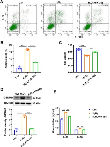 Figure 3. Inhibition of pyroptosis ameliorates TN in RSC96 cell model. (A) Cell apoptosis of RSC96 was detected by flow cytometry. (B) Statistical results of flow cytometry. (C) Cell viability of RSC96 was detected by CCK8. (D) The protein level of GSDMD in RSC96 cells was detected by western blot. (E) The concentration of IL-1β and IL-18 was detected by ELISA. ** p < 0.01, *** p < 0.001.