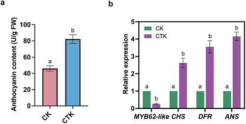 Figure 3. Cytokinins regulate MsMYB62-like and anthocyanin structural genes expression.