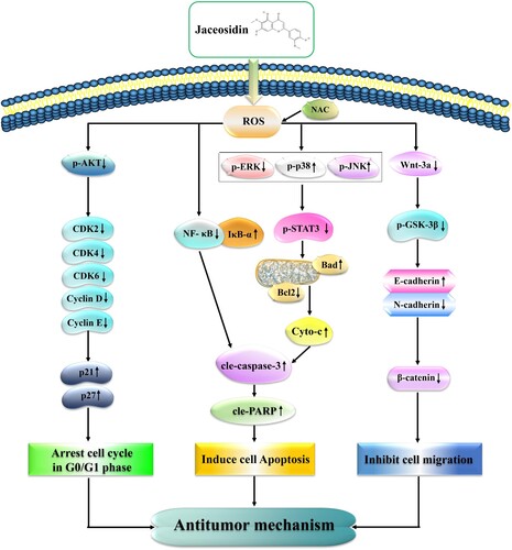 Figure 8. Schematic diagram of the anticancer role of JAC in AGS cells. JAC plays an anti-GC activity by accumulating ROS further induced mitochondria-dependent apoptosis through the MAPK/STAT3/NF-κB signaling pathway, arresting cells in the G0/G1 phase by inhibiting the AKT signaling pathway and inhibiting cell migration by inhibiting the Wnt-3a/GSK-3β/β-catenin signaling pathway.