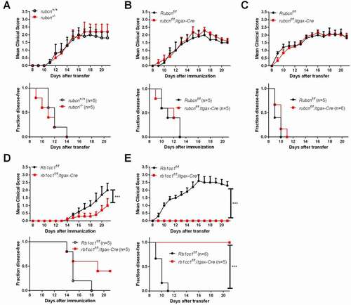 Figure 4. DC autophagy but not LAP is required for EAE. (A–C) EAE was induced in rubcn-/-, rubcnf/f;Itgax-Cre, and respective littermate control mice. (D,E) EAE was induced in rb1cc1f/f;Itgax-Cre and littermate control mice. Results show one experiment that is representative of two independent experiments. The data shown are the average ± SEM. ***p < 0.001.