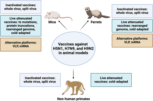 Figure 3. Summary of animal data for H5N1, H7N9, and H9N2 vaccines tested in mice, ferrets, and non-human primates. The figure categorizes vaccines by platform (inactivated, live attenuated, and alternative) and uses color-coded boxes for each category. It is important to note that only data from vaccines discussed in this review for each animal model are included. While other platforms exist, they are not discussed in detail within this manuscript. This figure was created with BioRender.com.