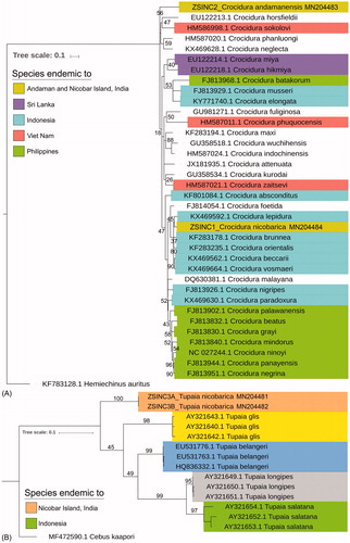 Figure 2. The maximum-likelihood (ML) tree distinctly discriminated the studied shrew (A) and treeshrew species (B) with other South and Southeast Asian congeners. The database sequences of a hedgehog, H. auritus, and a capuchin monkey, C. kaapori were used to build the tree of Crocidura shrew and Tupaia treeshrew, respectively.