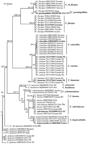 Figure 2. Phylogram showing the phylogenetic relationships among arctic-alpine species of Cuphophyllus treated in this study based on ITS sequence data. Bootstrap values and Bayesian posterior probabilities are indicated on branches. Clades discussed in the text are indicated with bars and species epithets. Sequences originating from type specimens are marked in bold.