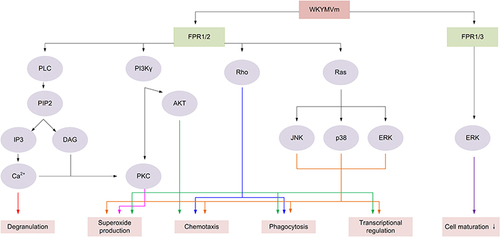 Figure 1 The signaling pathways regulated by WKYMVm in immune cells. By acting on FPR1 and FPR2, WKYMVm activates PLC and PKC to promote immune cell degranulation and induce the production of superoxide. WKYMVm activates PI3K/AKT and Ras/MAPK signaling pathways to promote the production of superoxide and participate in the chemotaxis, phagocytosis, and transcriptional regulation of immune cells. WKYMVm also can activate Rho to regulate chemotaxis and phagocytosis of immune cells. Activating on FPR1 and FPR3, WKYMVm stimulates ERK activity and inhibits immune cell maturation.