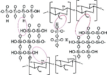 Figure 5. Scheme of potential interactions between structural components.