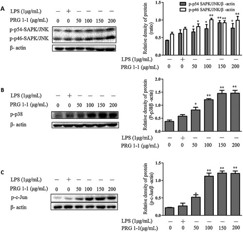 Figure 4. PRG1-1 activates the MAPK pathway in RAW264.7 macrophage cells. Cells were stimulated with PRG1-1 (0, 50, 100, 150 and 200 μg/mL μg/mL) or with LPS (1 μg/mL). Phospho-SAPK/JNK (A), phospho-p38 (B) and phospho-c-Jun (C) protein levels were determined by Western blot analysis. LPS was used as the positive control. Values are presented as the means ± SEM (n = 3). Analyses were performed using a one-way ANOVA. *p < 0.05, **p < 0.01 compared to untreated control.