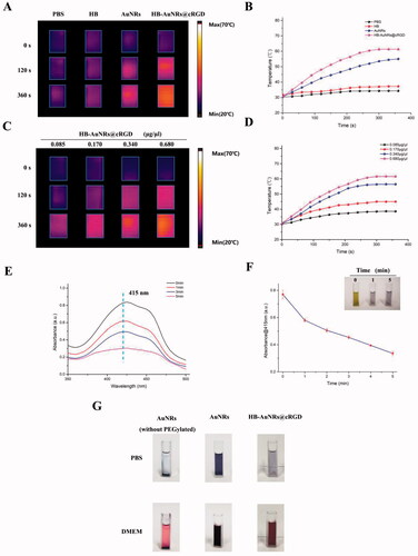 Figure 4. In vitro efficacy evaluation. (A–D) Photothermal performance of HB-AuNRs@cRGD. (A) Infrared thermographic images and (B) temperature change curves of different formulations exposure to 660 nm laser irradiation. (C) Infrared thermographic images and (D) temperature change curves of HB-AuNRs@cRGD at different concentrations exposure to 660 nm laser irradiation. (E, F) Time dependent (E) UV–vis spectra of mixture of HB-AuNRs@cRGD and DPBF, and (F) SO generation of HB-AuNRs@cRGD exposure to 660 nm laser irradiation. (G) Photographs of different formulations in PBS and DMEM.