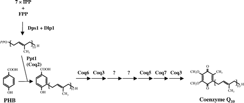 Figure 1. Proposed coenzyme Q (CoQ) biosynthetic pathway in S. pombe. The biosynthetic pathway that converts PHB into CoQ consists of eight steps in S. pombe. Decaprenyl diphosphate which is synthesized by decaprenyl diphosphate synthase (Dps1 + Dlp1) is transferred to PHB by PHB-decaprenyl diphosphate transferase (Ppt1 (Coq2)), and then seven modifications of the aromatic ring are performed in CoQ biosynthesis.
