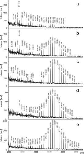 Fig. 4. MALDI mass spectra of Halamphora luciae cells growth in f/2 medium harvested at days (a) 5, (b) 10, (c) 15, (d) 25 and (e) 35. Matrix: SA.