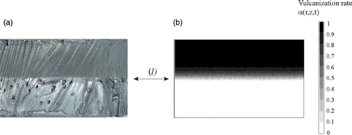 Figure 5. Comparison between the vulcanization front position obtained experimentally (a) and calculated (b).