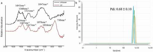 Figure 1. Chemical structure and size of chitosan/fluoride microparticles. (A) FTIR spectrum to detect specific functional group formed between NaF and chitosan (B) A representative graph of the light intensity versus the estimated particle diameter detected by DLS analyzer