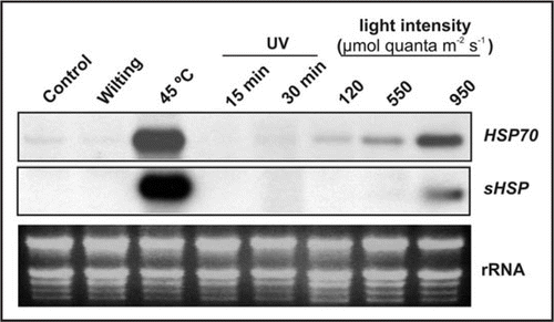 Figure 2 Effect of several stresses on transcript levels of Hsp70 and sHsp. Two-week-old Arabidopsis plants (control, 120 µmol quanta m−2 s−1, 16 h light period at 25°C) were exposed to wilting (2 h), heat shock (45°C, 2 h), UV-light (15 and 30 min) and different light intensities (120, 550 and 950 µmol quanta m−2 s−1 for 2 h). Transcript levels of Hsp70 and sHsp were detected using RNA gel-blot analysis. Each lane was loaded with 20 µg total RNA. Equal loading was verified by rRNA visualization after ethidium bromide staining.